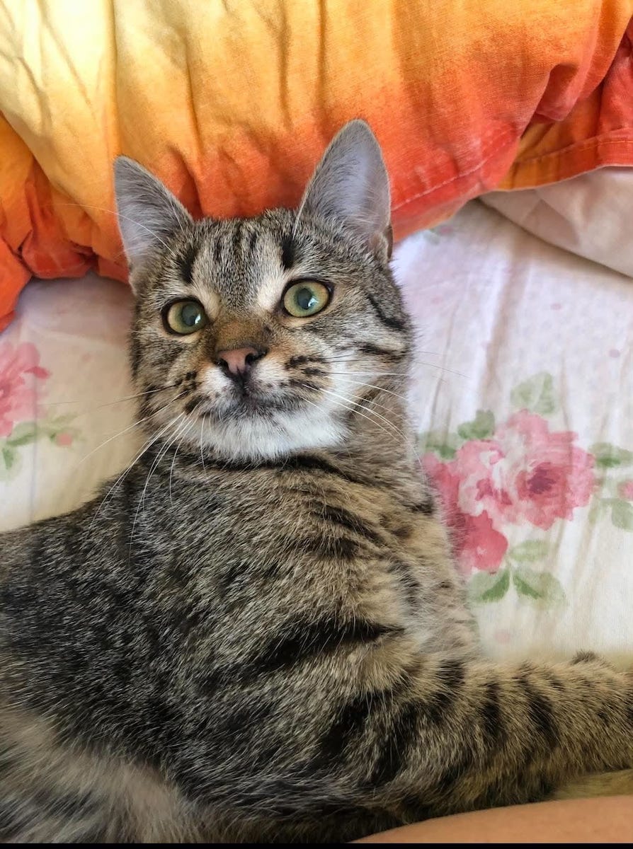 Apel disperat pentru găsirea unei pisici dispărute după un accident rutier tragic în județul Vâlcea