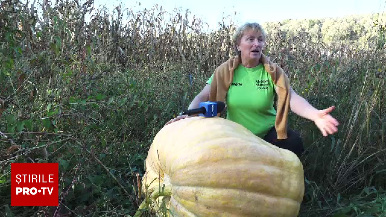 Dovleci gigant de aproape 200 de kilograme în Maramureș, cultivați din semințe aduse din Spania