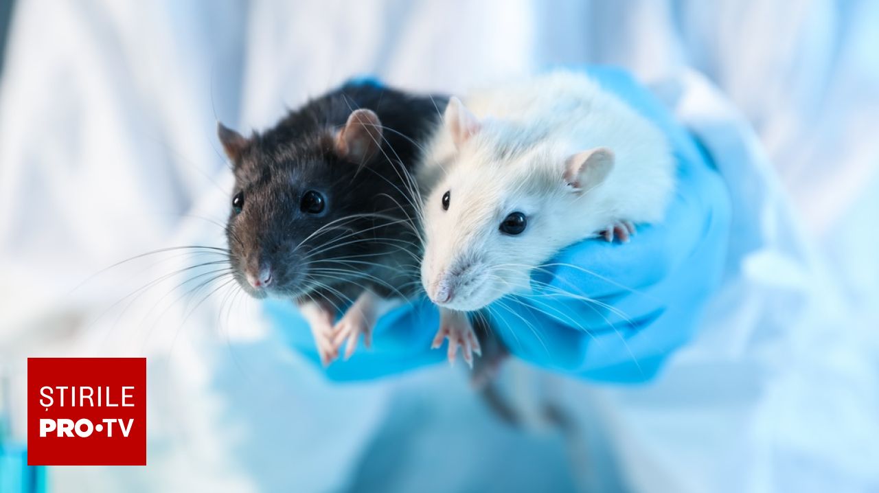 Experiment inovator la Stanford: șoareci cu țesut cerebral uman pentru studierea bolilor neurologice