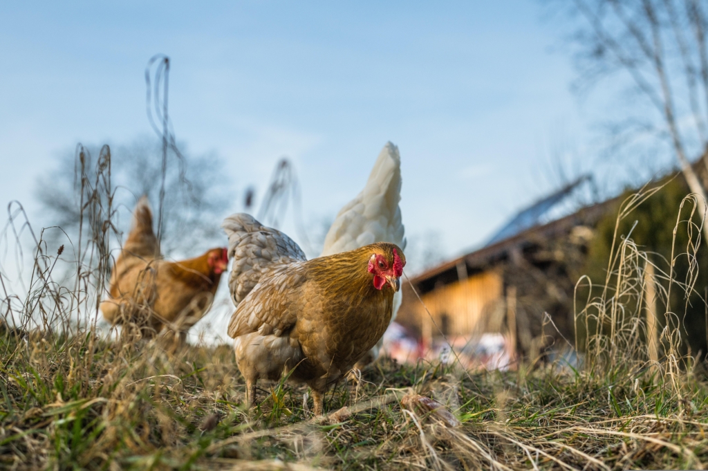 Conflict între vecini în Breb: o femeie a fost amendată pentru că găinile i-au murdărit pavajul vecinei