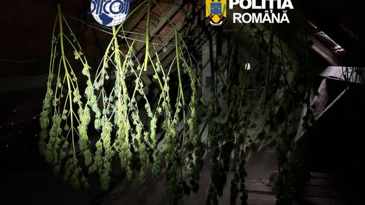 Operațiune masivă de poliție și DIICOT: 78 de rețineri și confiscări de droguri și arme