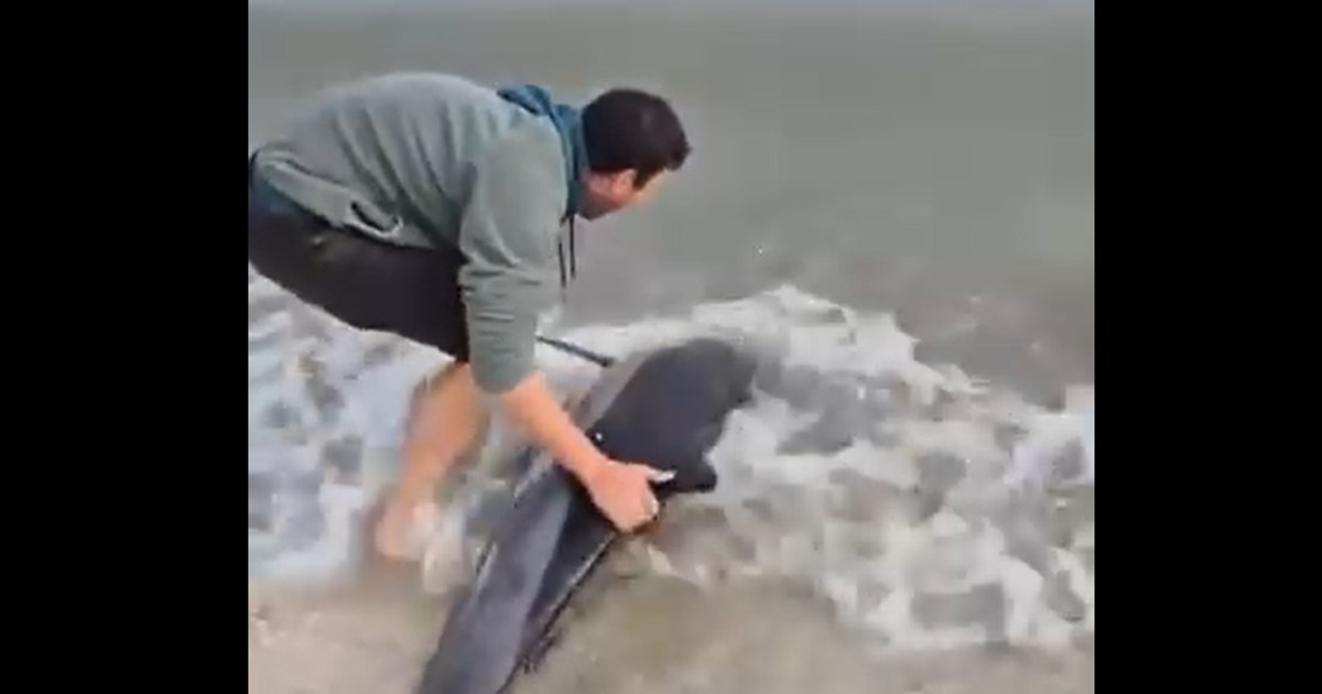 Un tânăr a salvat un delfin eșuat pe plaja din Eforie: imaginile au devenit virale