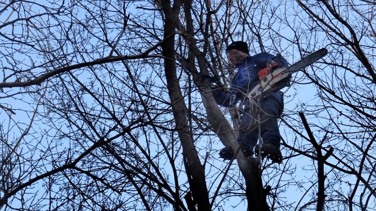 Tragedie în Botoșani: un inginer silvic a murit după ce a fost lovit de o creangă în incinta unei unități militare