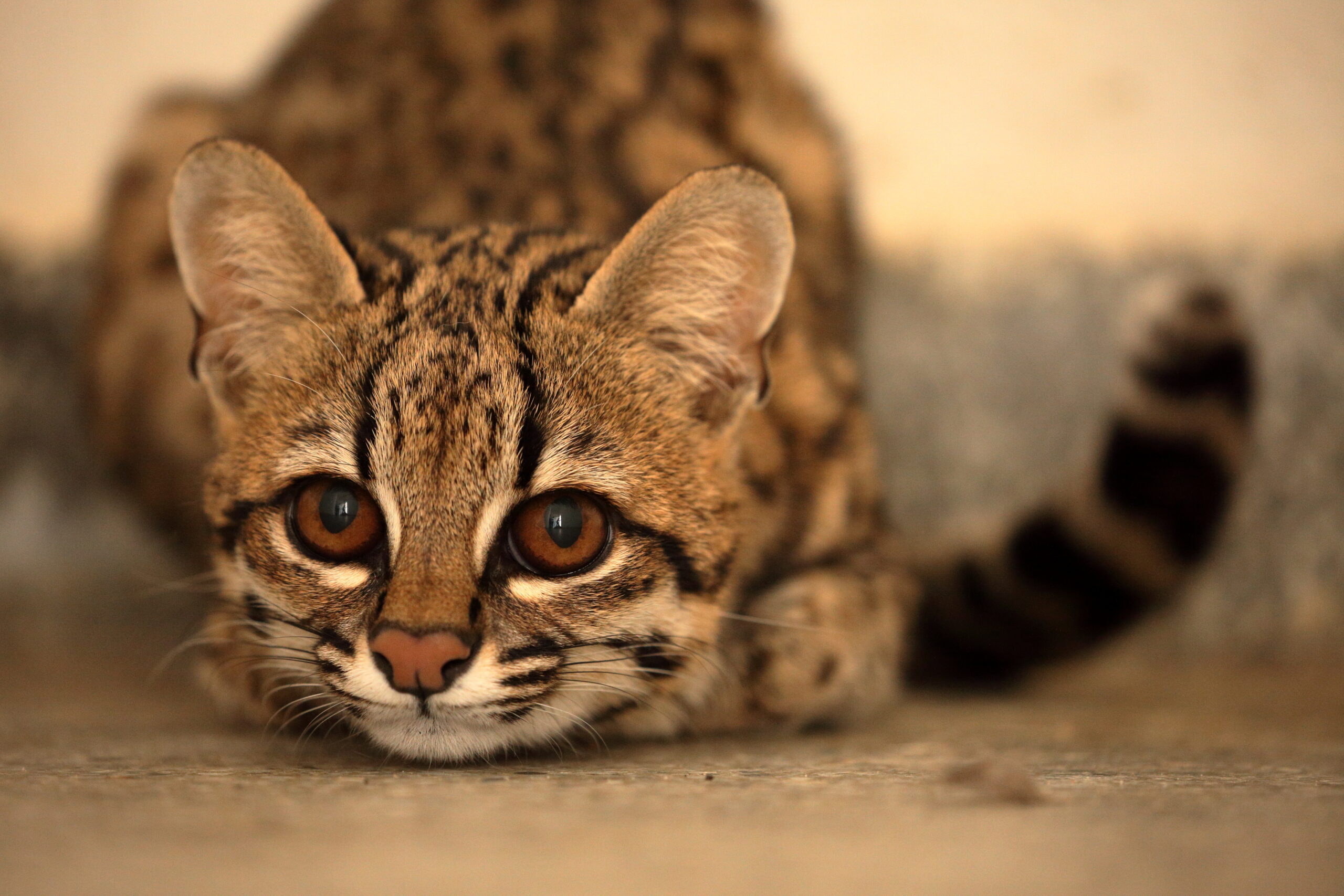 O nouă specie de pisică-tigru a fost identificată după un secol de la ultima descoperire similară