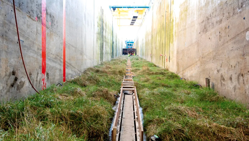 Experiment de protecție a coastelor: Mlaștina sărată poate reduce energia valurilor de până la 50%