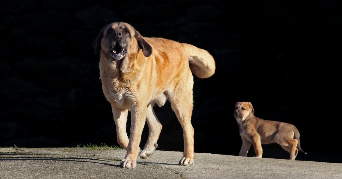 Responsabilitatea juridică în cazul în care un câine provoacă vătămări sau distruge bunuri