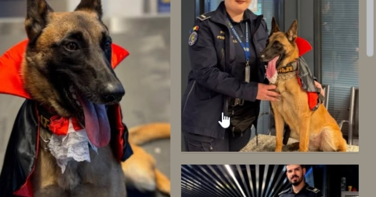 Hita, cățelușa ciobănesc german care păzește Aeroportul Otopeni în perioada de Halloween