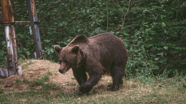 Avertismente RO-Alert în județul Dâmbovița după ce un urs a fost observat în orașul Pucioasa
