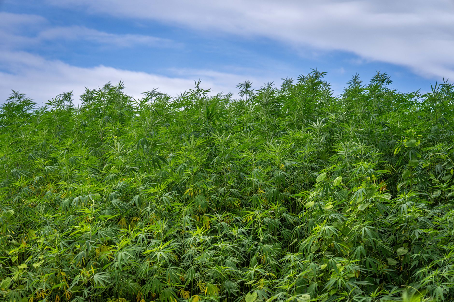 O cultură de canabis cu plante de 4 metri a fost descoperită într-o pădure din Dâmbovița