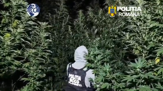 Doi bărbați au fost prinși în flagrant în timp ce îngrijeau o cultură de canabis de 4 metri în Dâmbovița