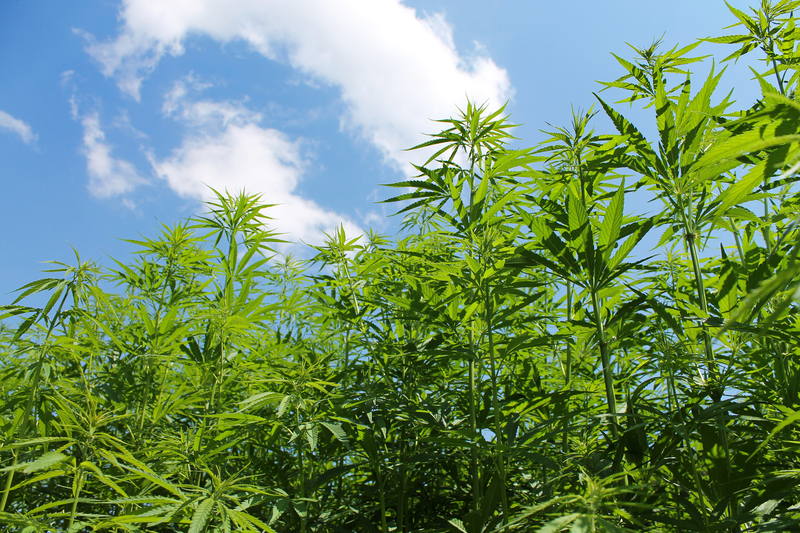 O cultură de canabis cu plante de până la 4 metri a fost descoperită în pădure, lângă Crevedia