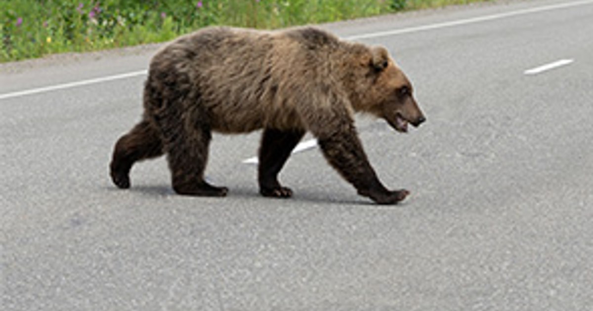 Avertisment RO-Alert în Câmpina după ce un urs a fost observat lângă un centru comercial