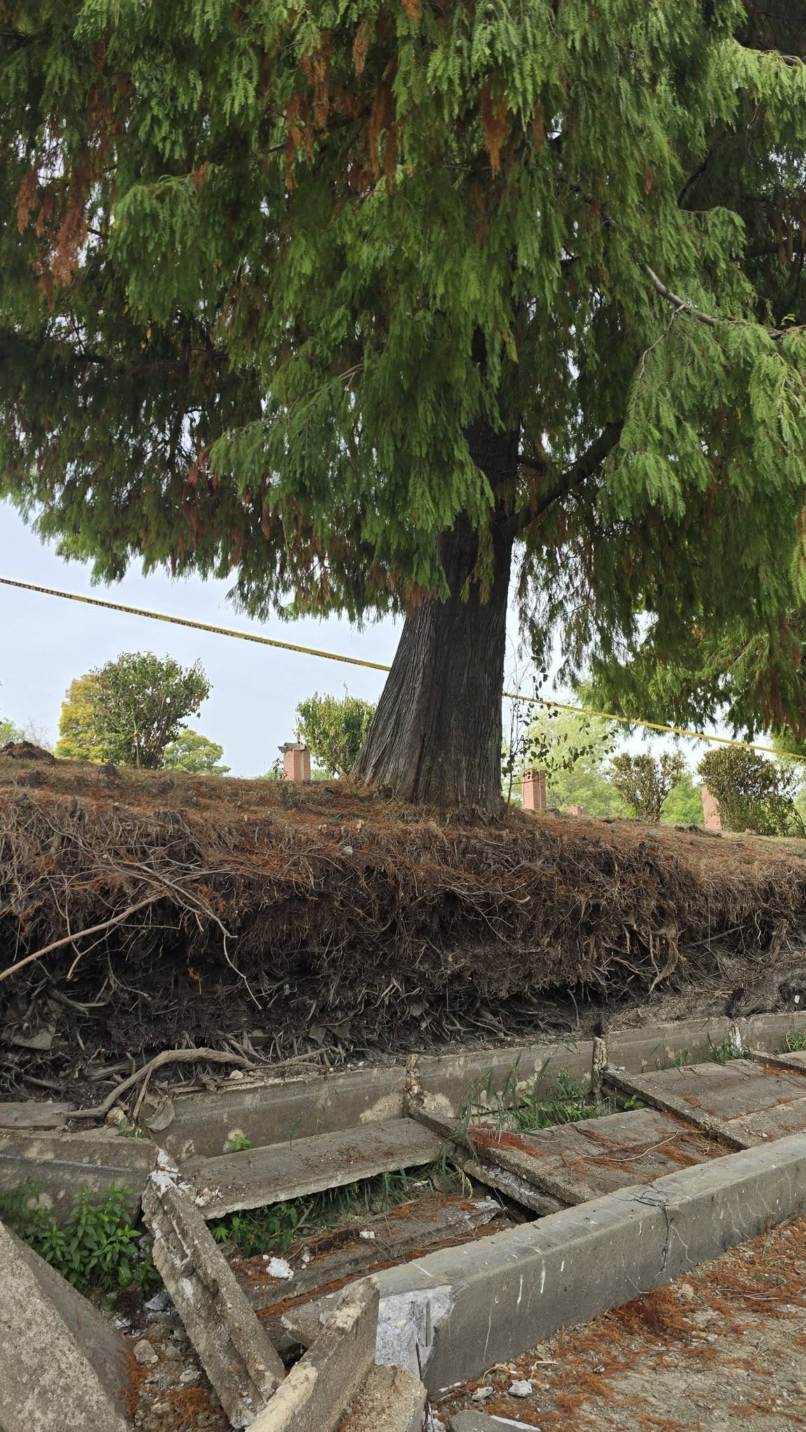 Un chiparos de aproape 100 de ani a fost salvat în Parcul Herăstrău prin tehnologie neinvazivă