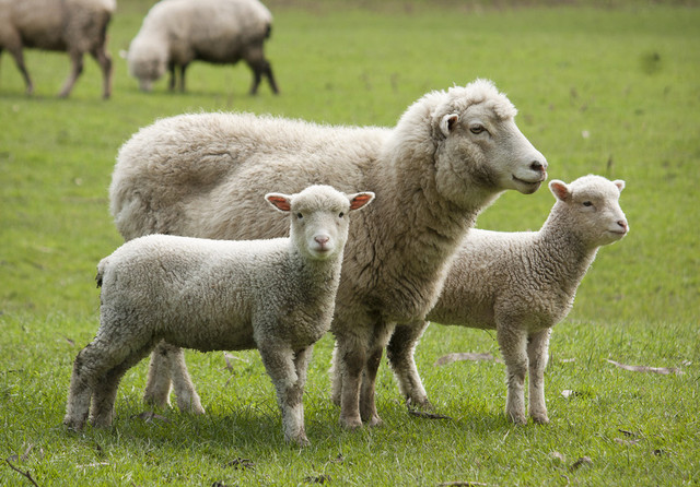 Transport ilegal de 200 de ovine interceptat de Poliție în Alba. ANSVSA semnalează risc epidemiologic