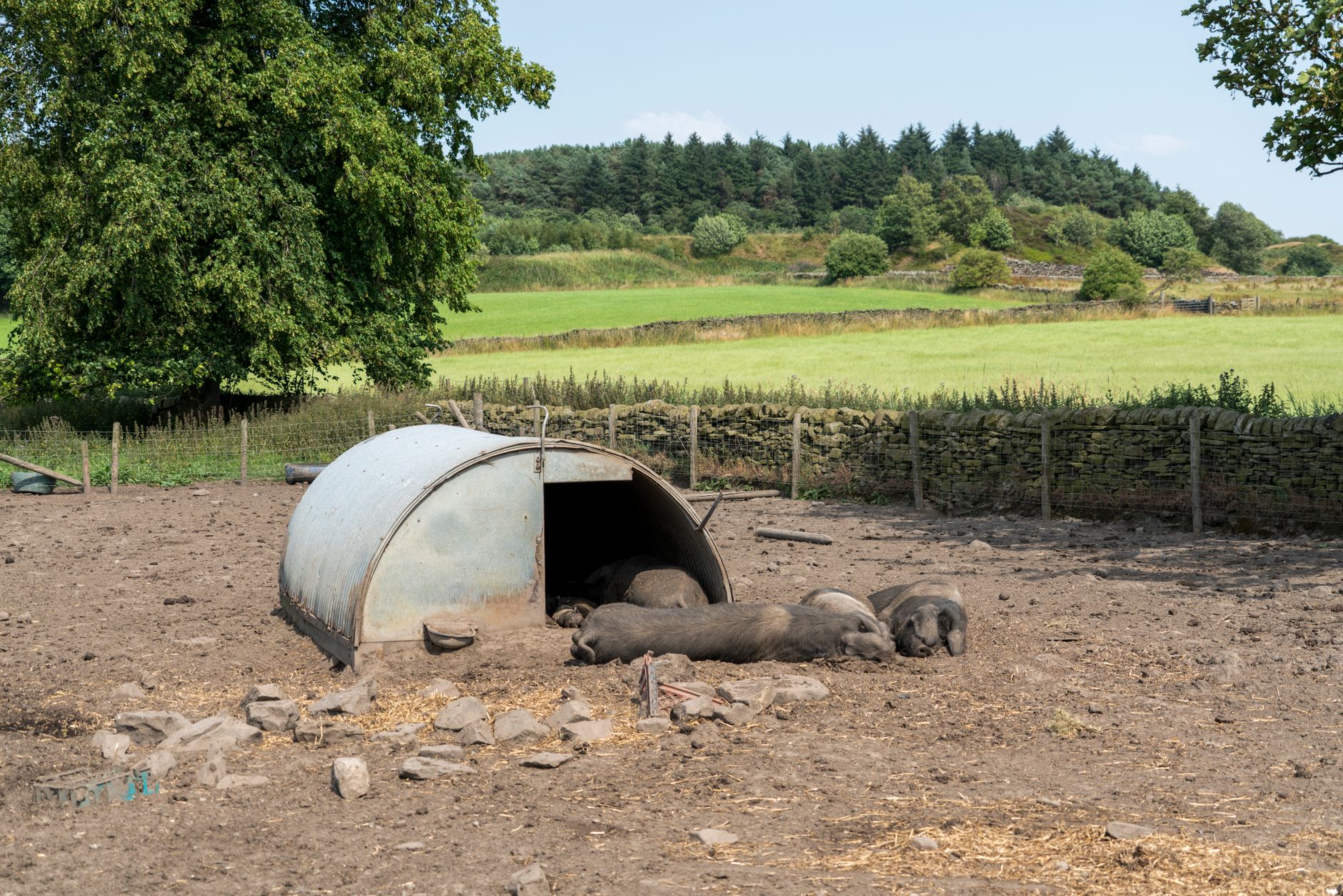 Focar de pestă porcină africană confirmat în județul Buzău: 5.720 de porci vor fi sacrificați
