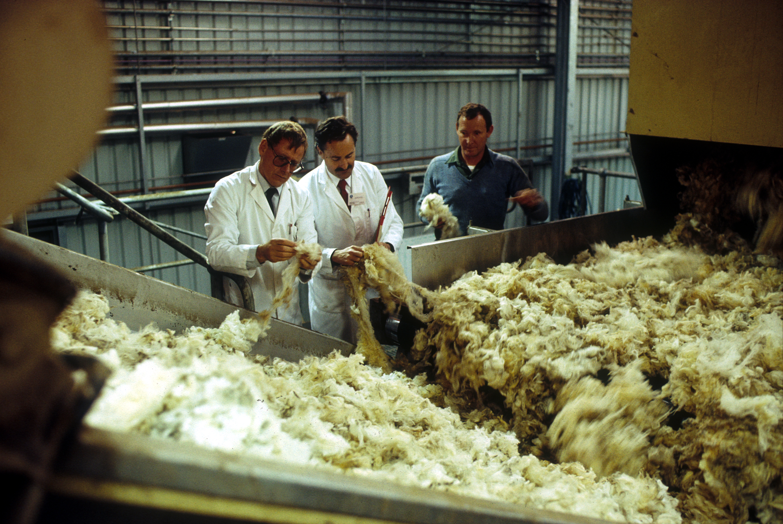 Un virus al ardeiului este transformat într-un instrument de precizie pentru modificarea genetică a culturilor
