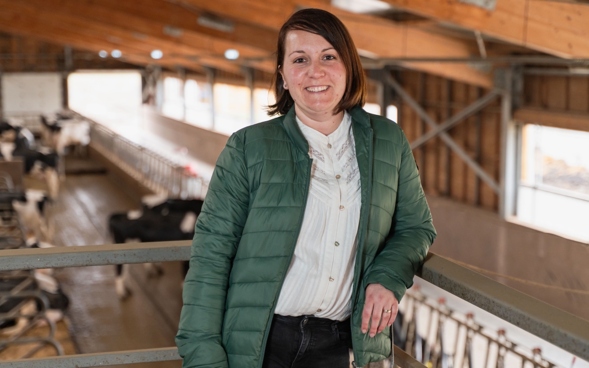 Tehnologia modernizează o fermă de bovine din Harghita prin sistem de hrănire robotizat
