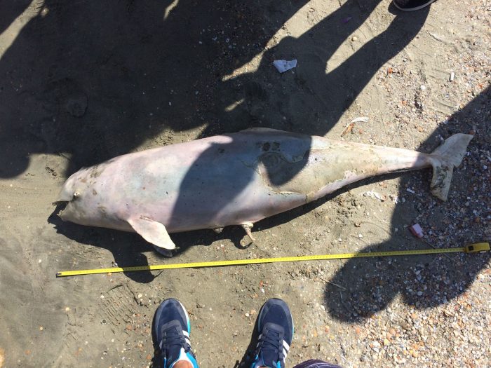 Experții de la Oceanic Club contestă cifrele privind eșuarea cetaceelor pe litoralul românesc