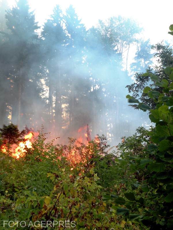 Incendiu masiv în Parcul Național Domogled – Valea Cernei, peste 450 de hectare sunt afectate