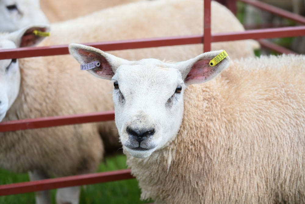 Variola ovină se răspândește în exploatațiile de ovine, un nou focar a dus la sacrificarea a 600 de oi