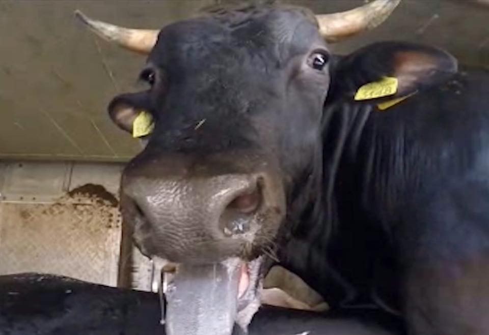 Bovine confirmate cu rabie în Harghita. Autoritățile au impus zone de protecție și supraveghere
