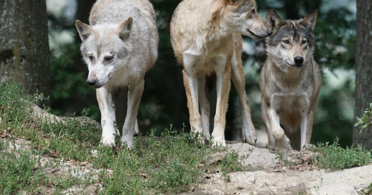 Lupii și urșii amenință orașele din Valea Jiului: haite de animale sălbatice în zonele miniere
