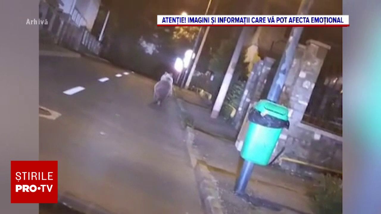 Două accidente cu urși în județul Mureș în aceeași zi: un animal a murit, iar altul a fugit rănit