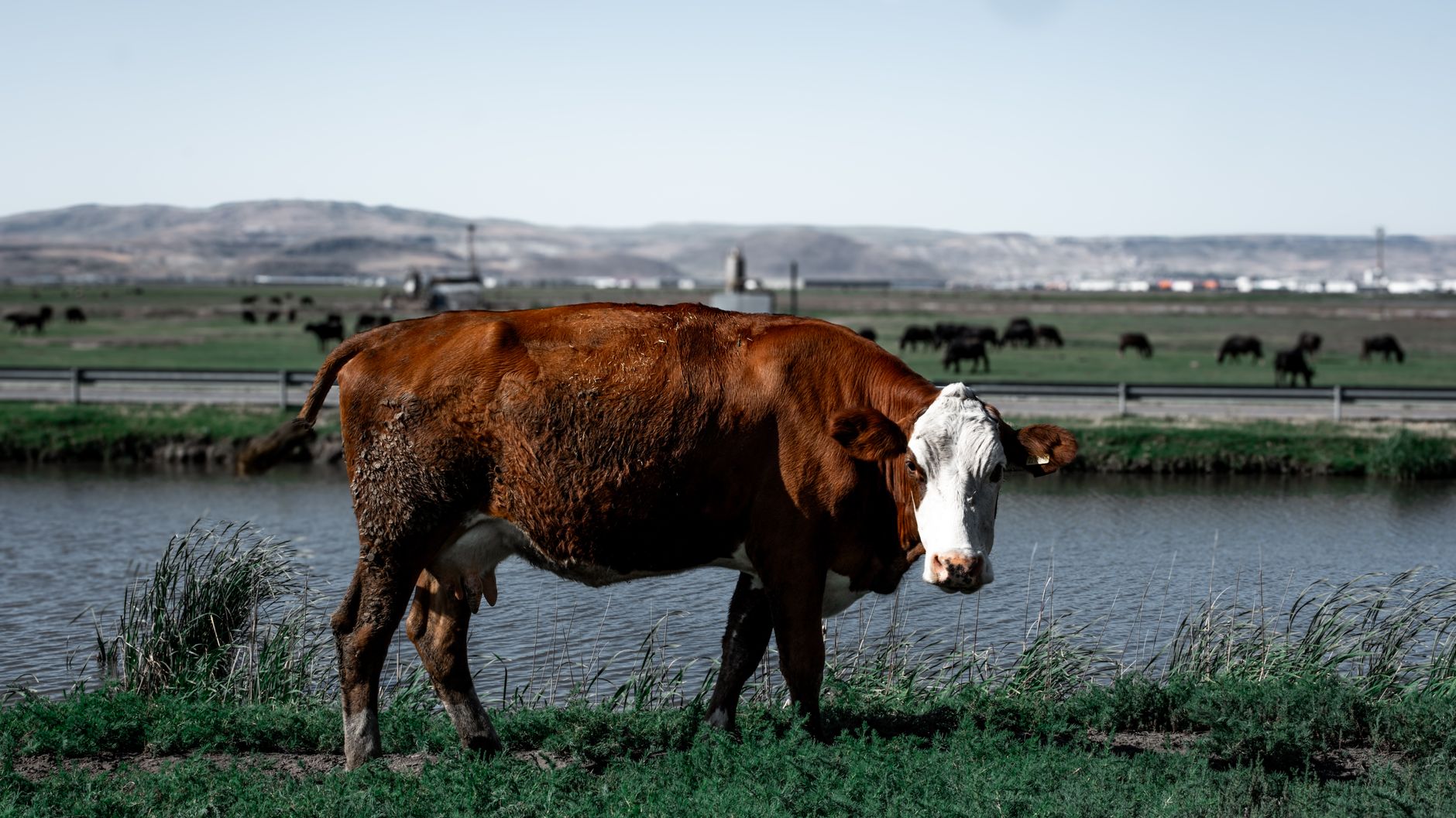 Ferma Black Angus a lui Gigi Nețoiu sancționată cu o nouă amendă de 40.000 de lei