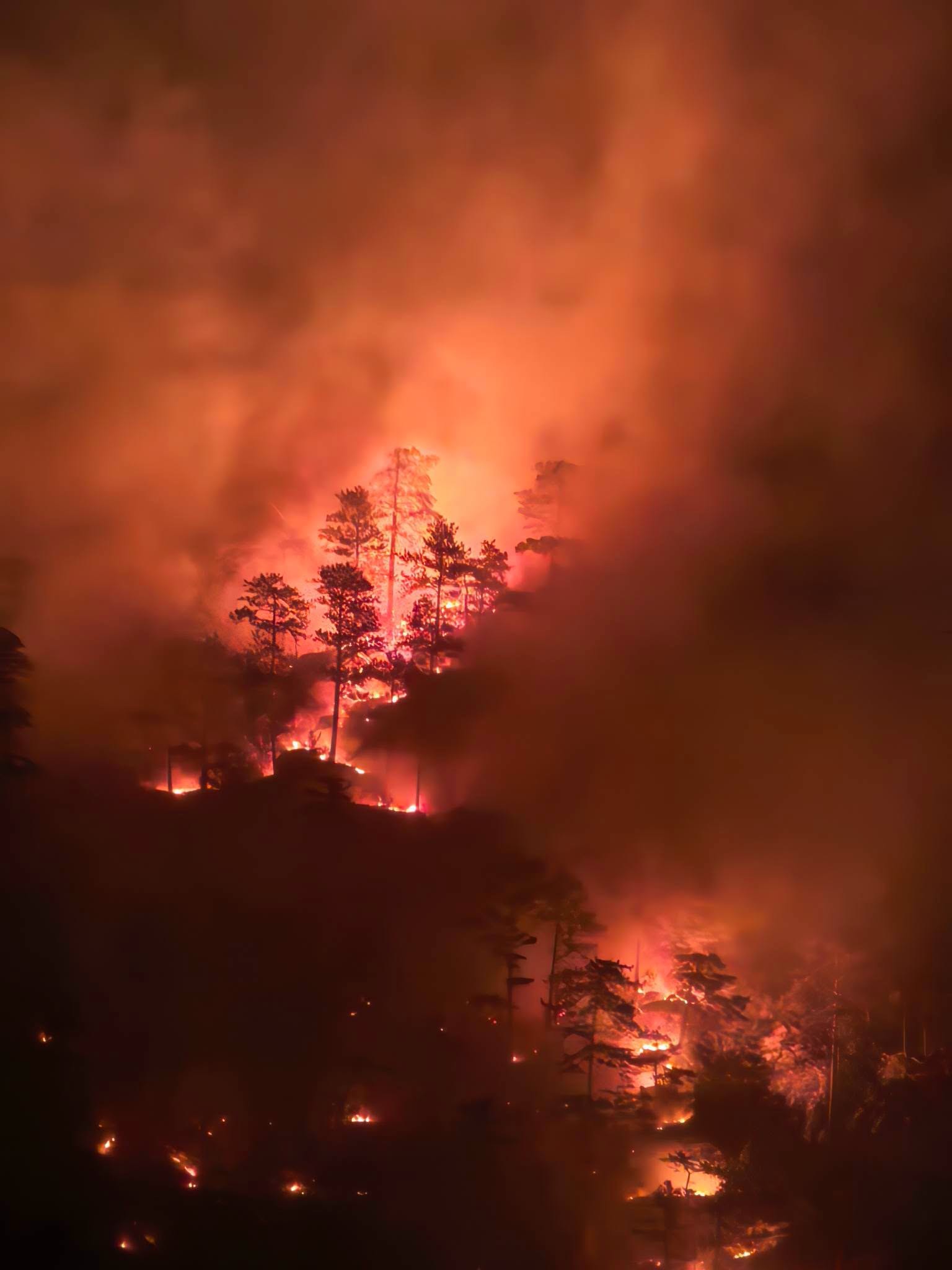Mobilizare masivă în Parcul Național Domogled pentru stingerea incendiilor de vegetație