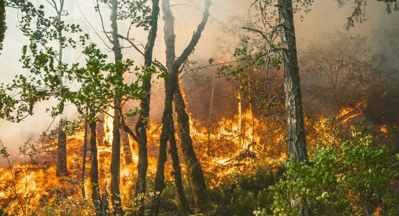 Pompierii au stins incendiul forestier de la Dofteana după șapte zile de luptă continuă cu focul
