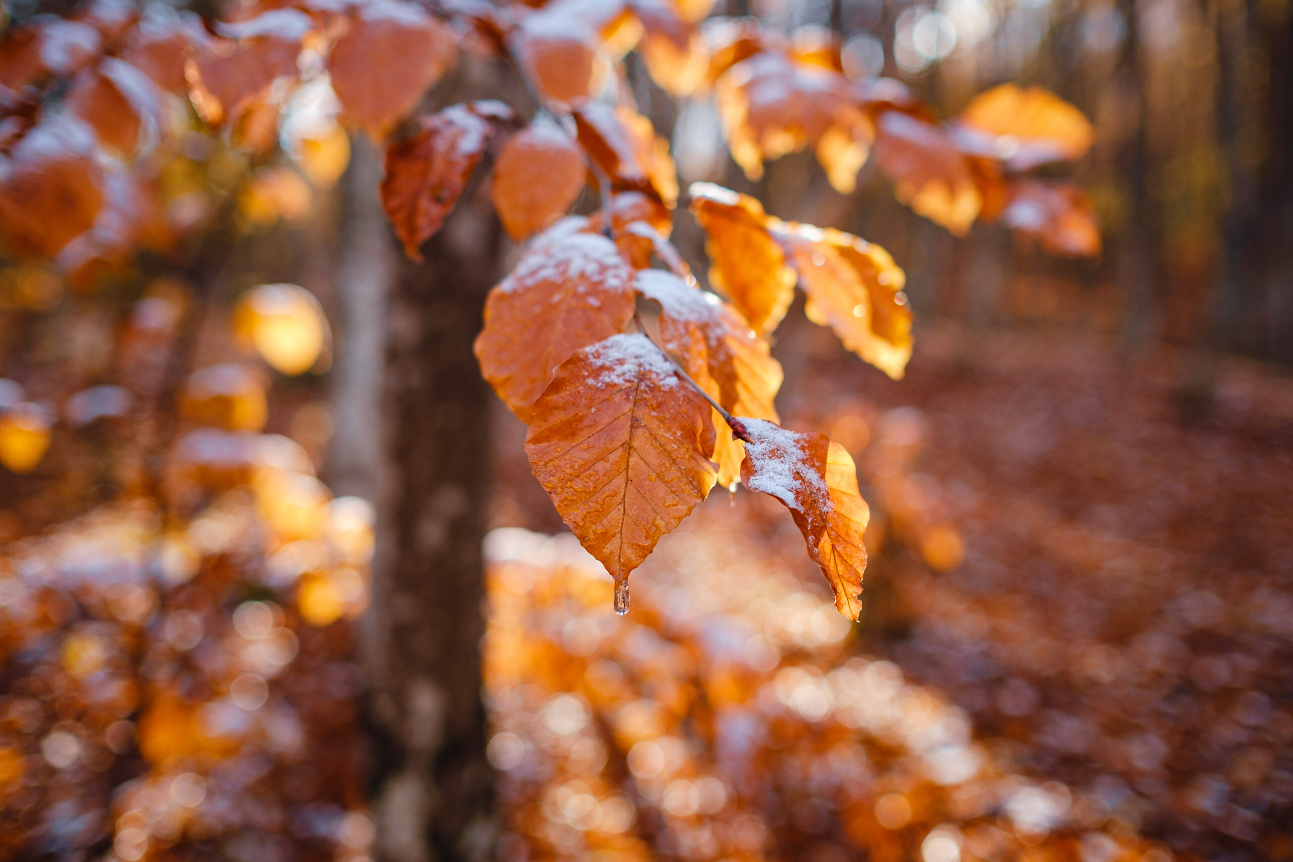 Schimbare radicală de temperaturi în România: ANM anunță o scădere a temperaturilor începând de sâmbătă