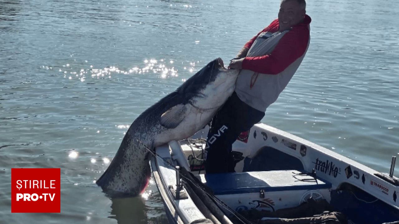 Captură spectaculoasă în Delta Dunării: un somn de 80 de kilograme a fost prins de un pescar