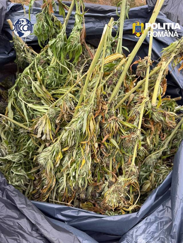 Operatiune DIICOT în Cluj: au fost descoperite culturi de canabis și zeci de kilograme de droguri