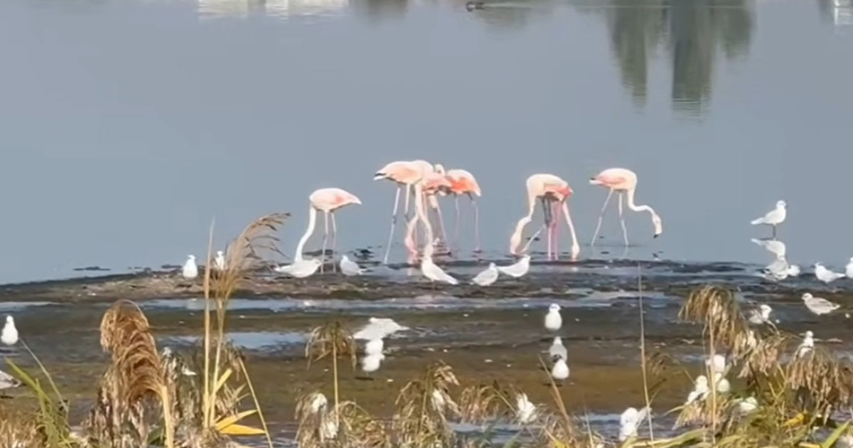Păsări Flamingo au fost filmate pe malul lacului Techirghiol, experții vorbesc despre o posibilă populație rezidentă