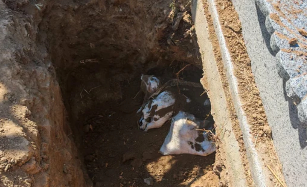 Descoperire macabră la Cimitirul Strehareț din Slatina: saci cu oase umane ascunși sub o criptă falsă