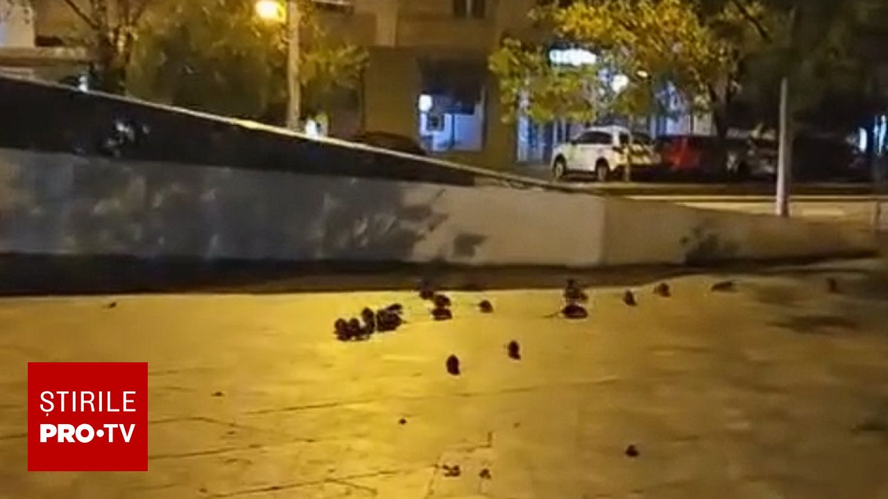 Prezența rozătoarelor pe trotuarele din zona Sf. Vineri a stârnit reacții online în București