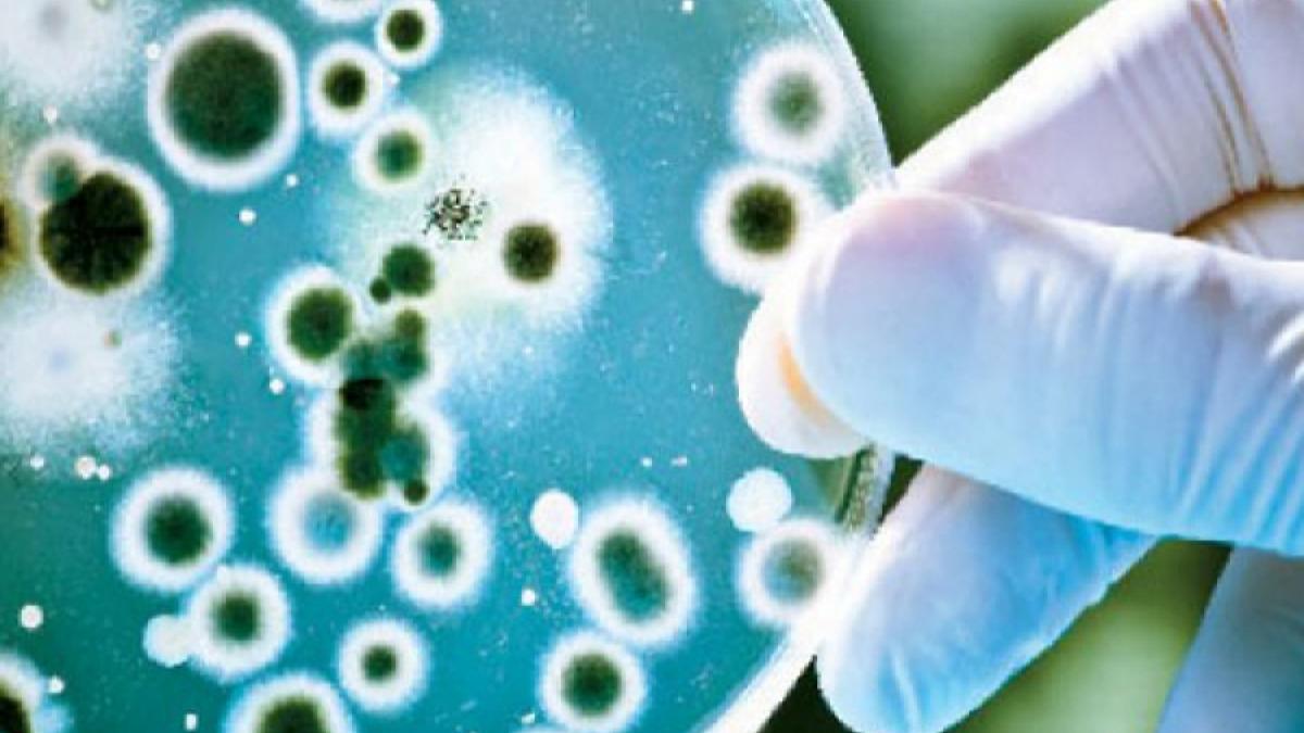 Cercetător român a reușit transplantul de celule cerebrale umane în creierul șoarecilor