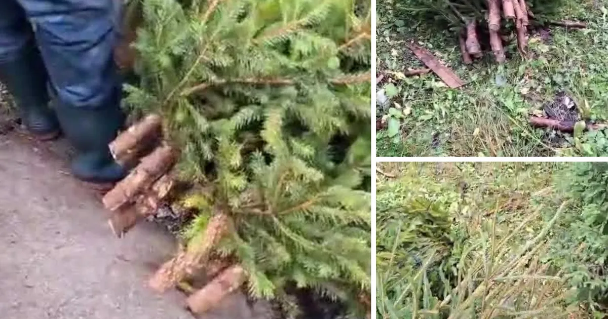 Tăiere ilegală de arbori în Parcul Natural Bucegi: doi bărbați au fost surprinși de jandarmi